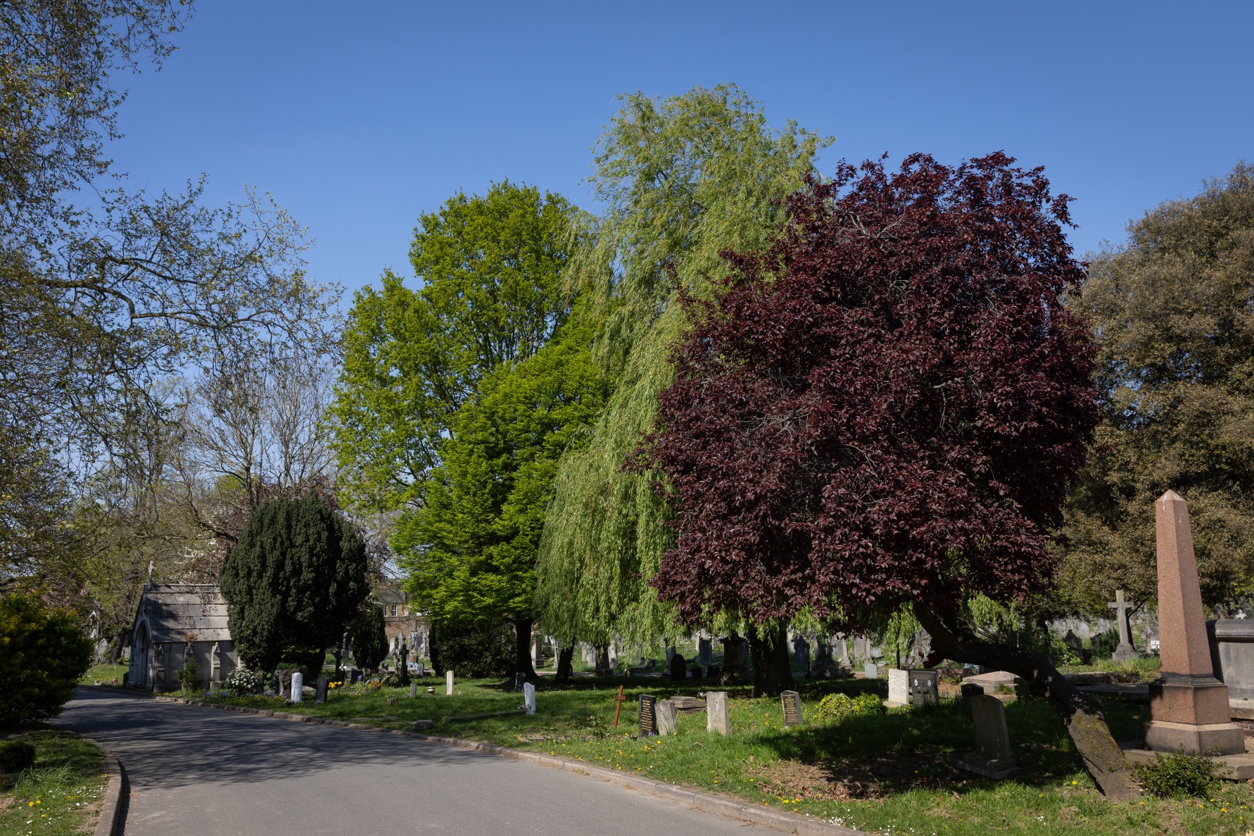 Pathway through West Norwood Cemetery surrounded by trees and tombstones.